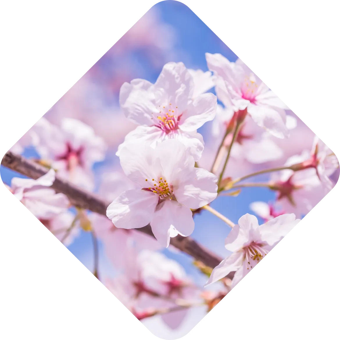 桜と潤いの恵み